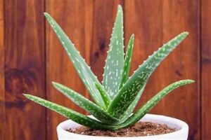 Some studies suggest that aloe vera may help lower cholesterol levels.