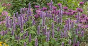 One of the best herbs to quit smoking is hyssop and used as natural methods.