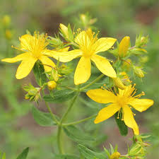 For hundreds of years, a plant that grows in the wild has been used for mental health conditions. It helps reduce the urge to smoke. It will help to stop smoking if taken twice a day. Take St. If John's wort is causing sleep problems, lower the dose in the morning.