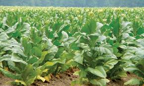 The leaves of tobacco plants are dried.Tobacco contains nicotine as the primary substance.