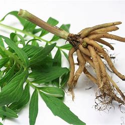 The calming effects of valerian root, a popular herbal remedy, are widely acknowledged.