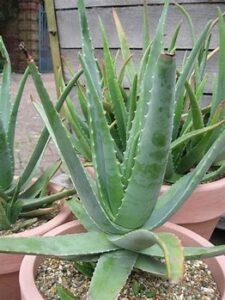 Aloe vera, evergreen perennial plant, originating in the Arabian Peninsula, is known to grow wild in tropical, subtropical, and arid climates worldwide. Many benefits are discussed in the article.