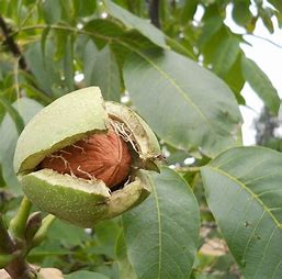 Also known as the Persian walnut, this is the most common type of walnut found in grocery stores.