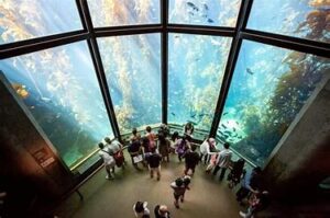 Explore one of the world's most renowned aquariums, known for its diverse marine life exhibits, including sea otters, penguins, and mesmerizing jellyfish.
