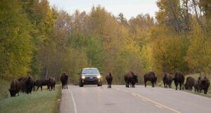Located near Edmonton, Elk Island National Park is known for its conservation efforts for bison and other wildlife.