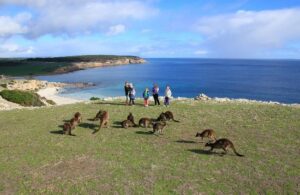 Kangaroo Island is a natural paradise off the coast of South Australia, offering pristine beaches, rugged coastlines, and abundant wildlife encounters.