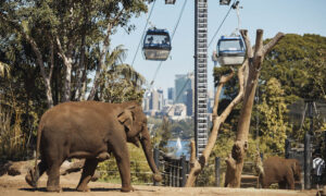 Located on the shores of Sydney Harbour, this renowned zoo houses a wide variety of animals from around the world and offers stunning views of the city skyline which are good for weekend getaway destinations in Australia. 