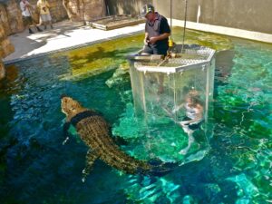 Get up close and personal with Australia's iconic saltwater crocodiles at Crocosaurus Cove. Experience the thrill of the Cage of Death, where you can dive with these incredible creatures in a safe and controlled environment.