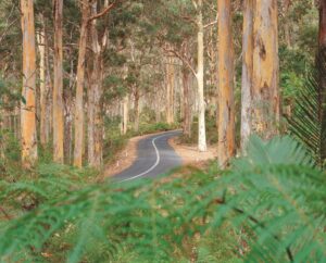 Immerse yourself in the beauty of the Boranup Forest, a stunning karri tree forest that offers scenic walking and driving trails. Marvel at the towering trees and enjoy the peaceful surroundings.