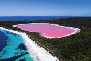 Witness the mesmerizing natural phenomenon of a pink-colored lake caused by algae and salt concentration, creating a unique and captivating sight.