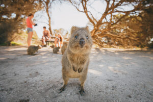 These adorable marsupials are native to the island and are known for their friendly and photogenic nature. <yoastmark class=