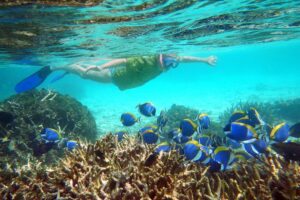 Guraidhoo is surrounded by spectacular coral reefs and diverse marine life, making it a paradise for snorkeling and diving enthusiasts. Join a guided snorkeling tour or diving excursion to explore the underwater wonders, encounter colorful fish species, and marvel at the vibrant coral gardens.