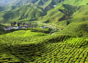 A popular hill station in Malaysia, Cameron Highlands is known for its cool climate, lush tea plantations, and scenic landscapes.Visitors can trek through the mossy forests, visit strawberry farms, and enjoy panoramic views from the famous Boh Tea Plantation.