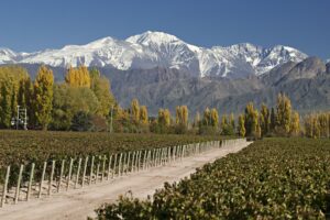 Known for its Malbec wines, the Mendoza region is a paradise for wine lovers, with numerous vineyards and wineries offering tastings and tours amidst the stunning backdrop of the Andes mountains.