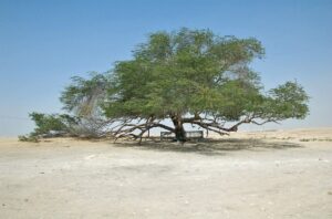 This solitary tree stands in the desert for over 400 years without any visible water source, making it a mysterious natural wonder and a symbol of resilience.