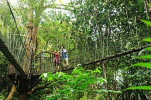 One of the oldest rainforests in the world, Taman Negara offers visitors the chance to explore diverse flora and fauna, as well as engage in activities like jungle trekking and river cruises.