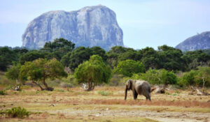 Not just a historical site, but also a wildlife sanctuary with ancient ruins scattered amidst the natural beauty.