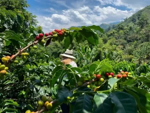 This picturesque region is known for its rolling hills covered in coffee plantations. Towns like Salento and Manizales offer beautiful landscapes, coffee tours, and opportunities for hiking in the Cocora Valley.