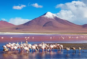 This striking red lagoon is located in the Eduardo Avaroa Andean Fauna National Reserve. The vibrant color is due to the presence of red algae and minerals, and it is often populated by flamingos, making it a picturesque spot for photography.