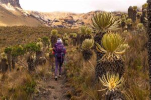 Home to stunning snow-capped mountains, this park offers breathtaking landscapes and diverse ecosystems. It’s a popular destination for hiking, birdwatching, and experiencing Colombia's unique high-altitude flora and fauna.