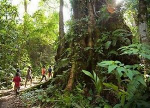 A stunning expanse of tropical rainforest, Sapo is Liberia’s largest national park, home to diverse wildlife and lush landscapes. It’s a haven for eco-tourism and adventure lovers.