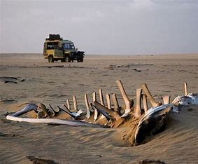 Skeleton Coast is a remote and rugged stretch of coastline, famous for its shipwrecks and harsh, windswept landscapes. The eerie beauty and wildlife, including seals and desert-adapted elephants, make it a unique, unforgettable destination.