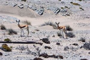 Sperrgebiet National Park is a vast, pristine wilderness in southern Namibia, known for its unique desert landscapes and rare flora. Once a diamond mining area, it now offers a haven for wildlife and a remote, untouched environment for explorers.