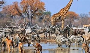 Etosha National Park is a renowned wildlife haven, home to diverse species like elephants, lions, and rhinos. Its vast salt pans and waterholes offer exceptional opportunities for game viewing and photography.