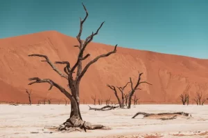 Sossusvlei is a striking salt and clay pan surrounded by towering red sand dunes, offering breathtaking views. Nearby, Deadvlei is a surreal, dried-up lakebed with ancient, skeletal trees set against the stark white soil and dunes.